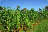 Note de Veille n° 182 (juin 2010) : Pour des investissements agricoles responsables